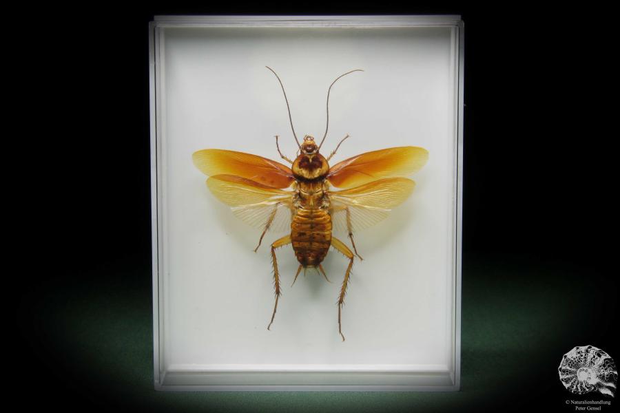 Ectobiidae ssp. (11007) a insect from Southeast Asia | Taxidermy | Other Insects