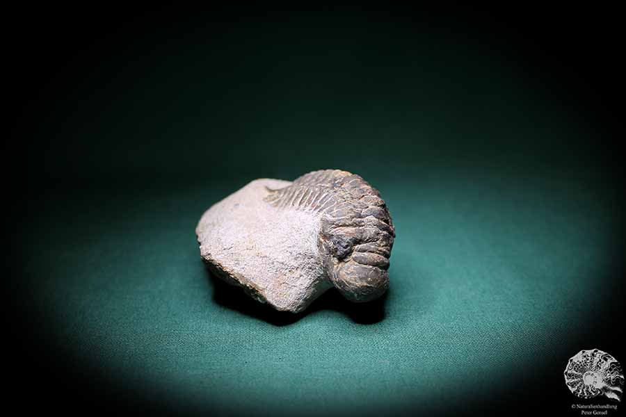 Crotalocephalus gibbus (1101) a trilobite from Morocco | Fossils | Trilobites