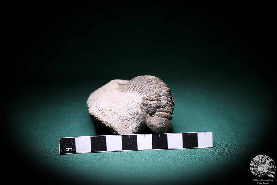 Crotalocephalus gibbus (1101) ein Trilobit aus Marokko | Fossilien | Trilobiten