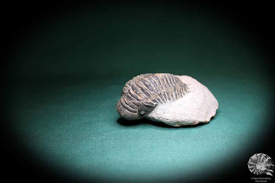 Crotalocephalus gibbus (1101) ein Trilobit aus Marokko | Fossilien | Trilobiten