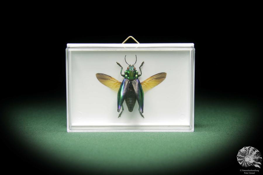 Cyphogastra calepyga (11057) a beetle from Indonesia | Taxidermy | Beetles