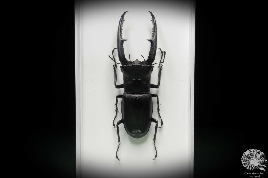 Hexarthrius mandibularis (11101) a beetle from Indonesia | Taxidermy | Beetles