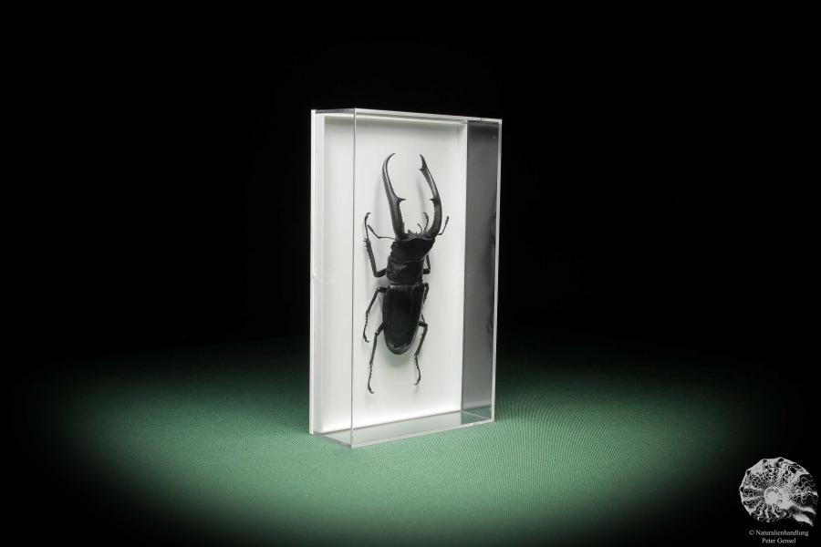 Hexarthrius mandibularis (11101) a beetle from Indonesia | Taxidermy | Beetles