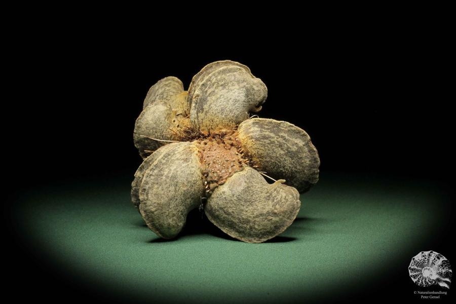 Banksia candolleana  a dried fruit