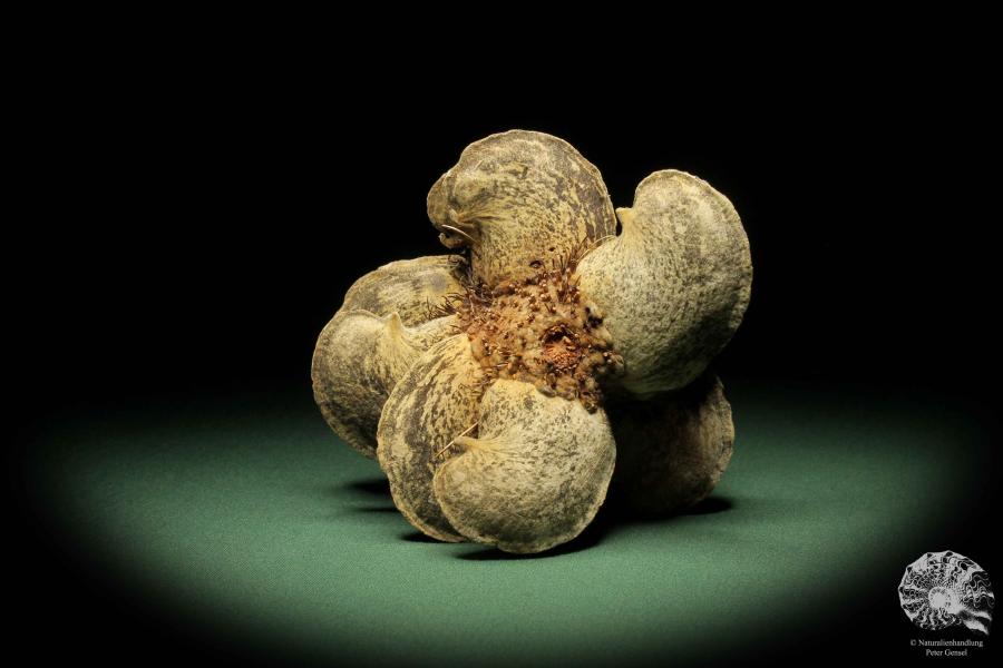 Banksia candolleana  a dried fruit