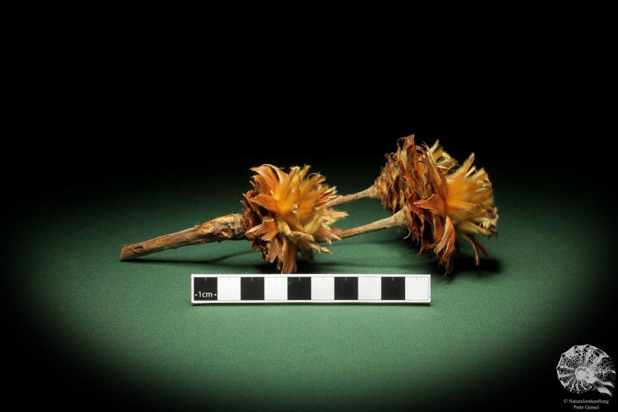 Leucadendron rubrum (11359) a dried fruit from South Africa | Dried fruit