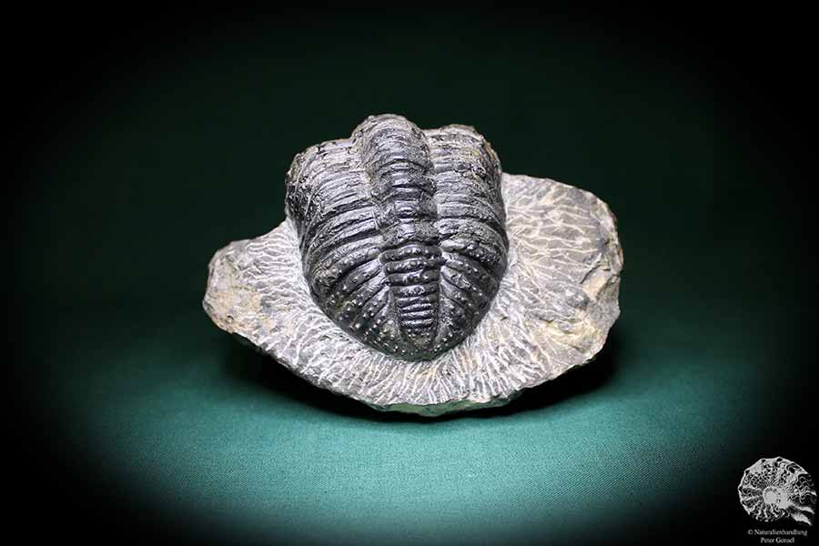 Phacops rana (1141) a trilobite from Morocco | Fossils | Trilobites