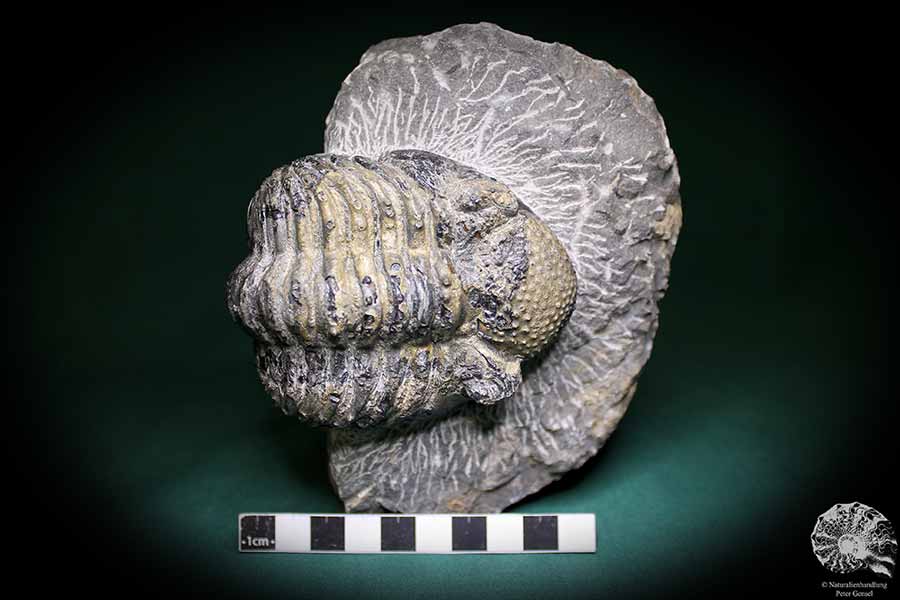 Phacops rana (1141) a trilobite from Morocco | Fossils | Trilobites