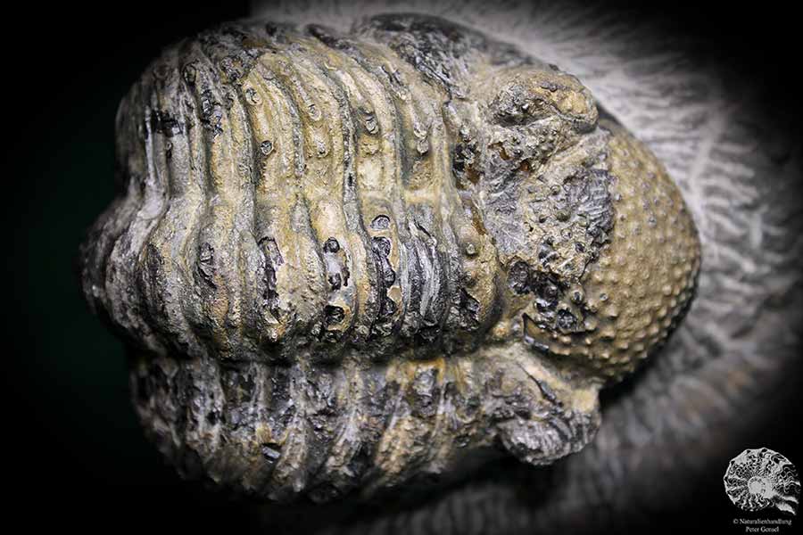 Phacops rana (1141) ein Trilobit aus Marokko | Fossilien | Trilobiten