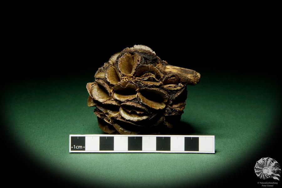 Banksia sphaerocarpa (11438) eine Trockenfrucht aus Australien | Trockenfrüchte