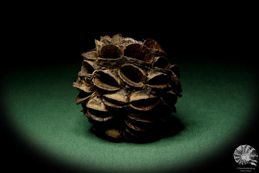 Banksia sphaerocarpa (11443) a dried fruit from Australia | Dried fruit