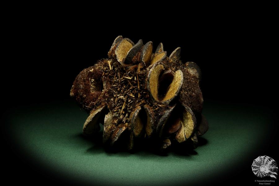 Banksia speciosa (11751) a dried fruit from Australia | Dried fruit