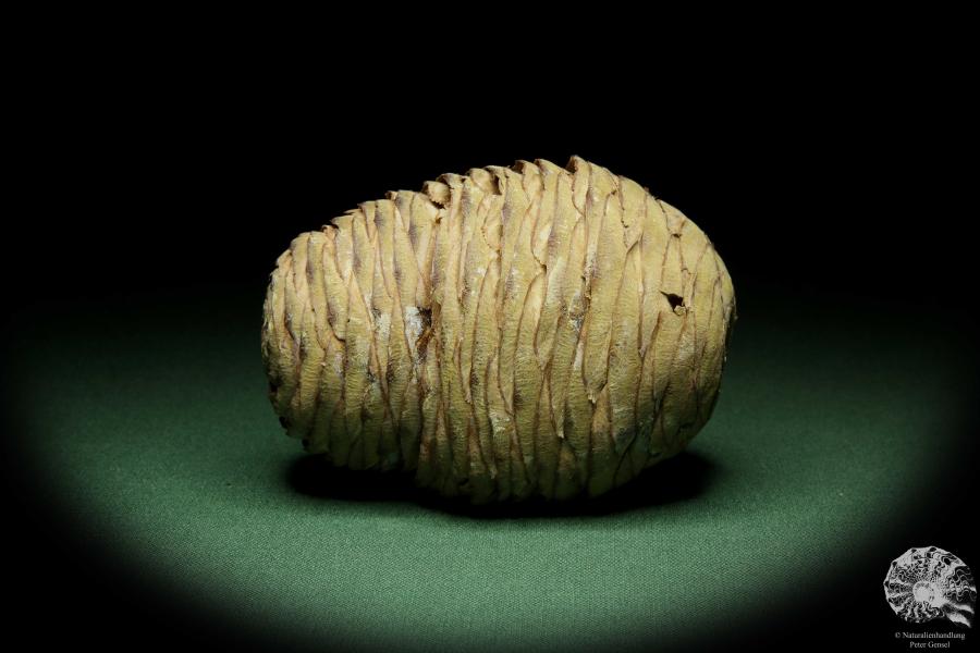 Cedrus deodara (11753) a dried fruit from Asia | Dried fruit