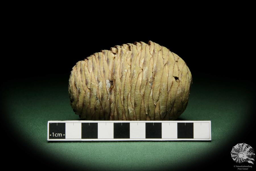 Cedrus deodara (11753) eine Trockenfrucht aus Asien | Trockenfrüchte