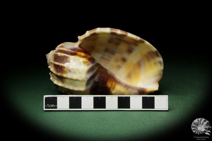 Harpa davidis (12090) a snail from East Africa | Conchylia | Snails