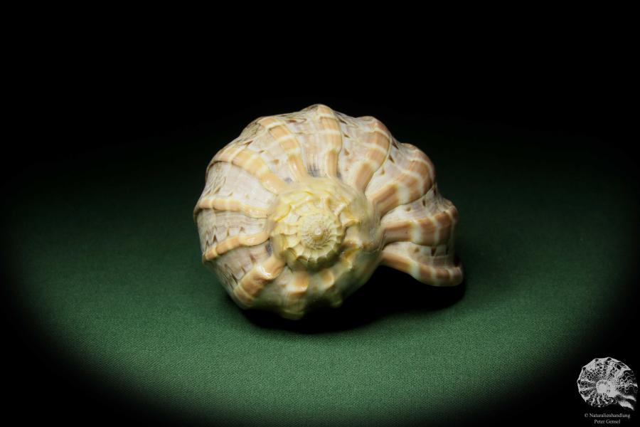 Harpa davidis (12097) a snail from East Africa | Conchylia | Snails