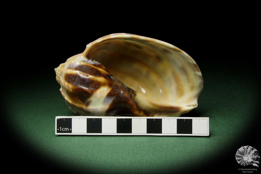 Harpa davidis (12097) a snail from East Africa | Conchylia | Snails