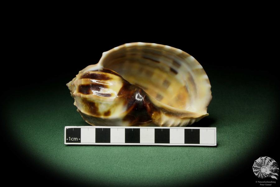 Harpa davidis (12099) a snail from East Africa | Conchylia | Snails