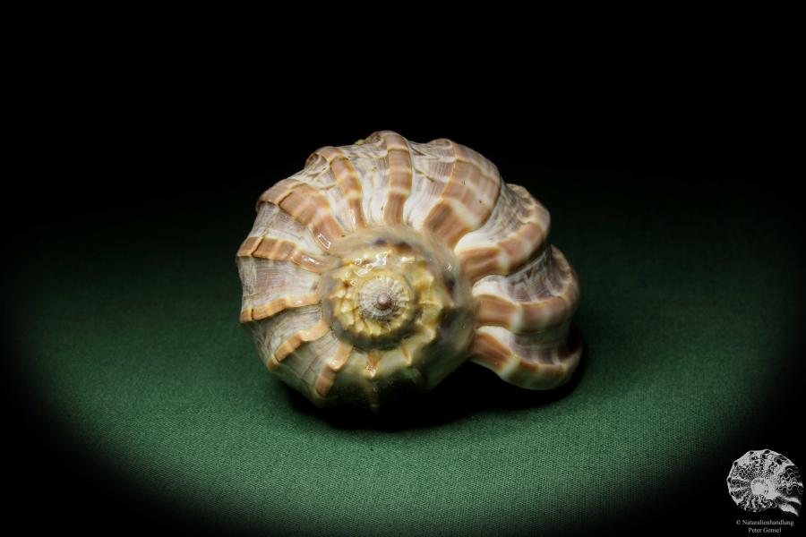 Harpa davidis (12102) eine Schnecke aus Ostafrika | Conchylien | Schnecken