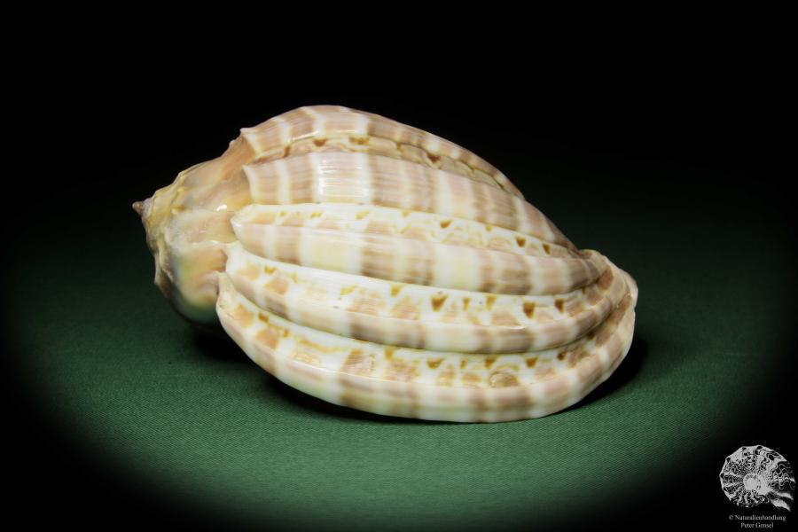 Harpa davidis (12106) eine Schnecke aus Ostafrika | Conchylien | Schnecken