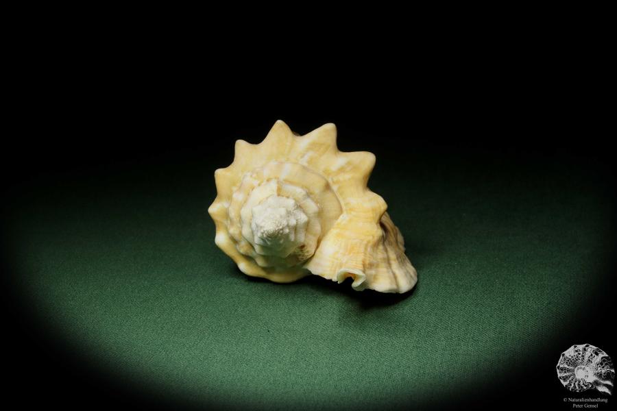 Aliger gallus (12113) a snail from South America | Conchylia | Snails