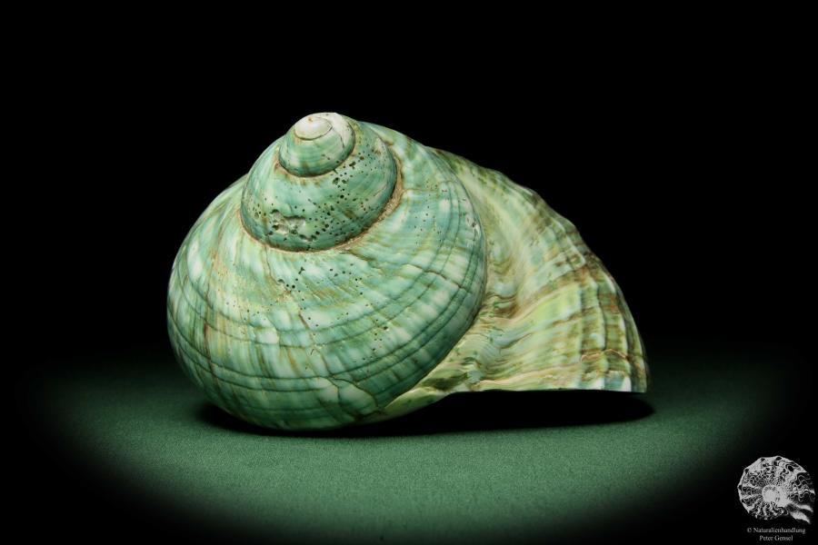 Turbo imperialis (12164) a snail from East Africa | Conchylia | Snails