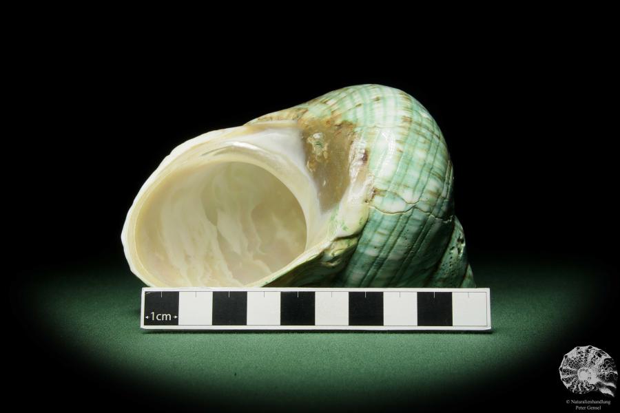 Turbo imperialis (12164) a snail from East Africa | Conchylia | Snails