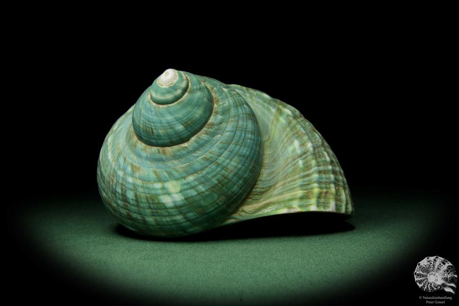 Turbo imperialis (12165) eine Schnecke aus Ostafrika | Conchylien | Schnecken