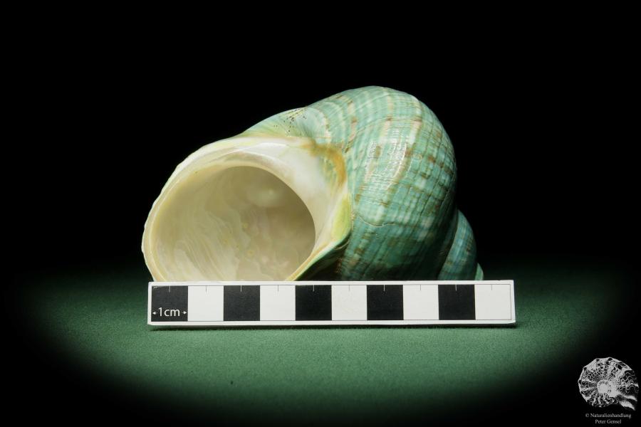 Turbo imperialis (12165) a snail from East Africa | Conchylia | Snails