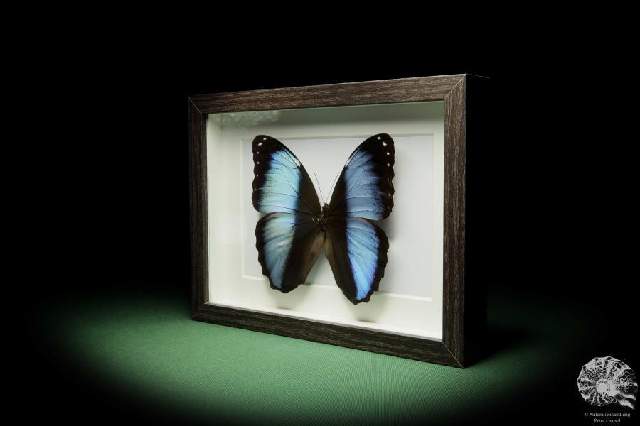 Morpho achilles (12251) a butterfly from South America | Taxidermy | Butterflies