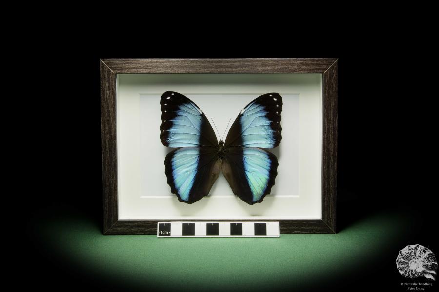 Morpho achilles (12251) a butterfly from South America | Taxidermy | Butterflies