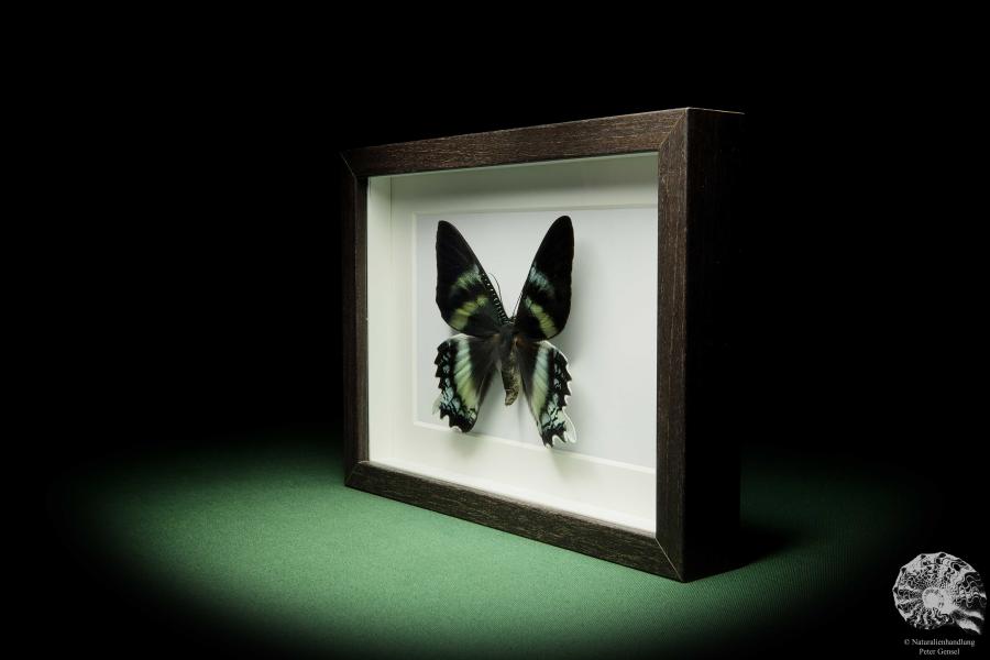 Alcides orontes (12254) a butterfly from Indonesia | Taxidermy | Butterflies