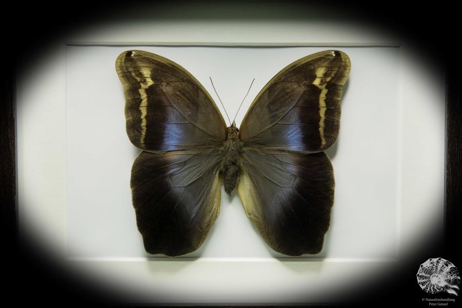 Eryphanis polyxena (12255) a butterfly from South America | Taxidermy | Butterflies