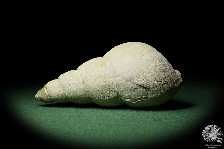 Bourguetia striata (12308) a snail from Germany | Fossils | Snails