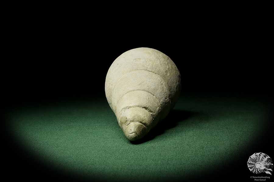 Bourguetia striata (12308) a snail from Germany | Fossils | Snails