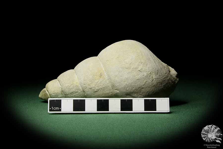 Bourguetia striata (12308) a snail from Germany | Fossils | Snails