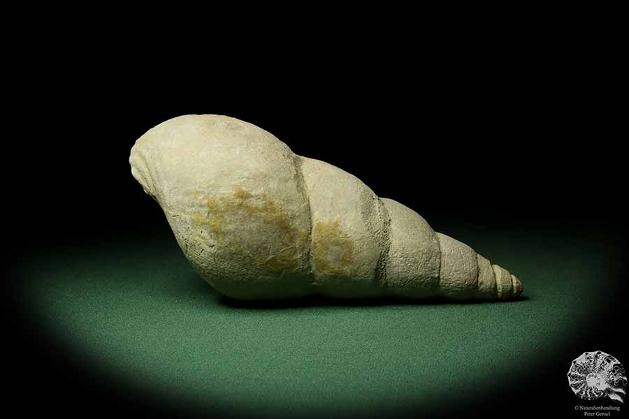 Bourguetia striata (12311) a snail from Germany | Fossils | Snails