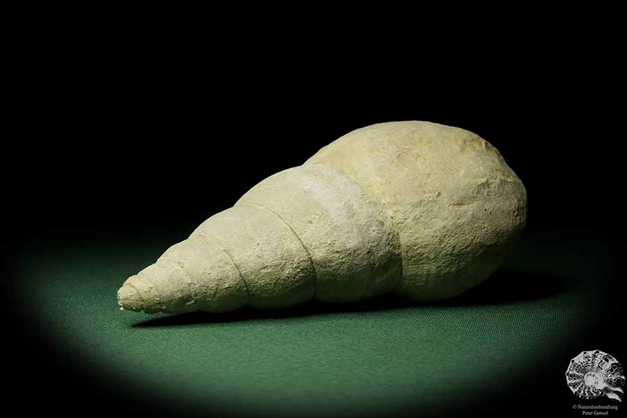 Bourguetia striata (12312) a snail from Germany | Fossils | Snails