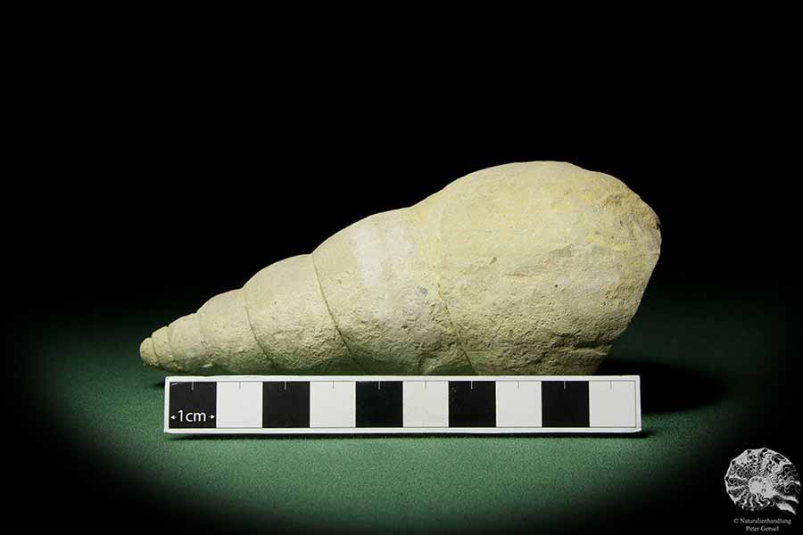 Bourguetia striata (12312) a snail from Germany | Fossils | Snails