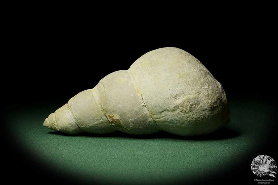 Bourguetia striata (12314) a snail from Germany | Fossils | Snails