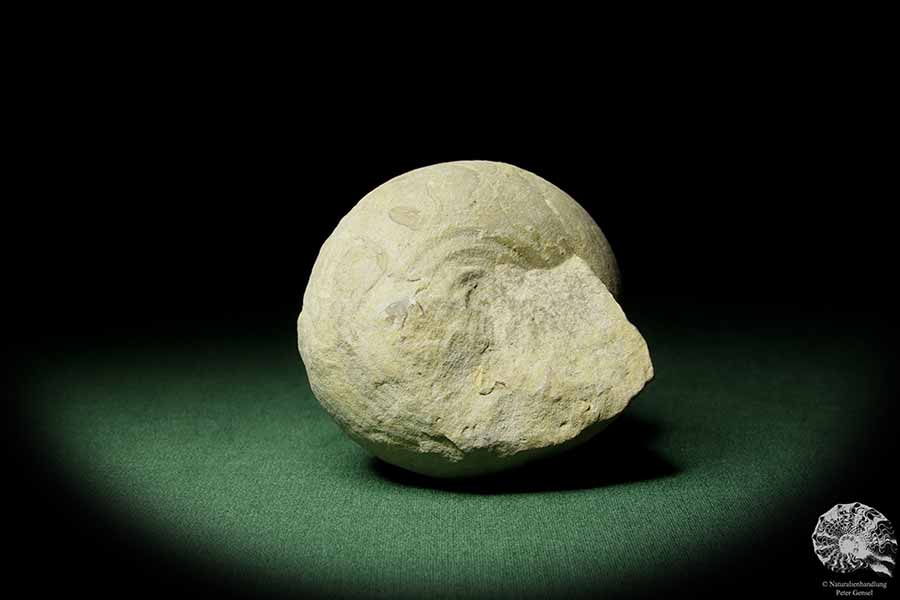 Bourguetia striata (12314) a snail from Germany | Fossils | Snails