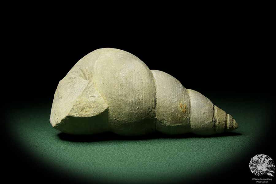 Bourguetia striata (12314) a snail from Germany | Fossils | Snails