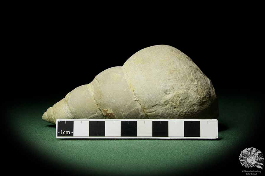 Bourguetia striata (12314) a snail from Germany | Fossils | Snails