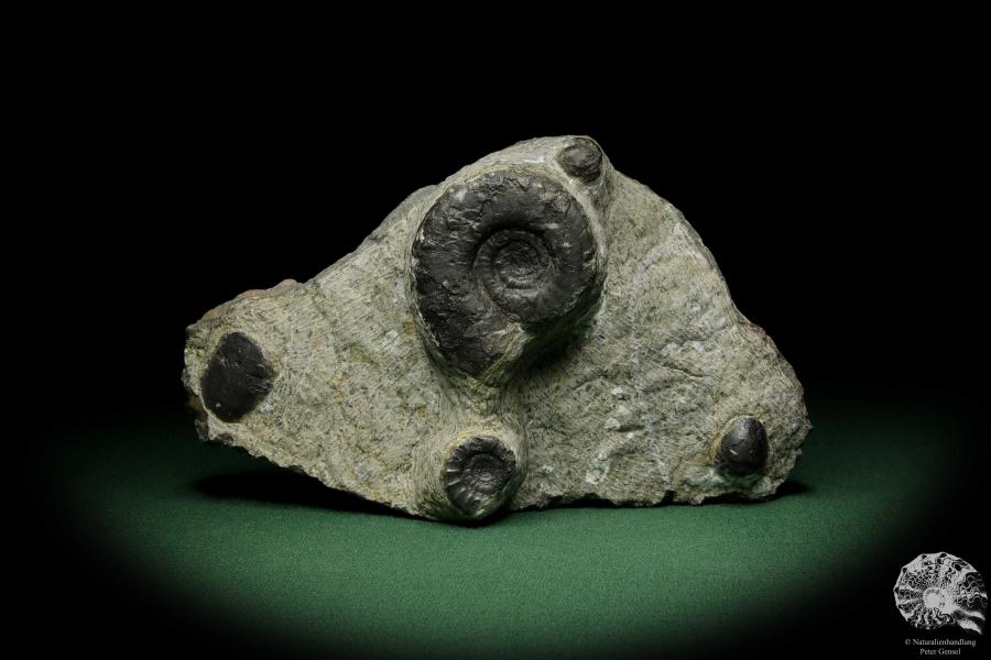 Platyclymenia spec. & Imitoceras spec. & Goniatitidae ssp. (12329) a cephalopod from Morocco | Fossils | Cephalopods