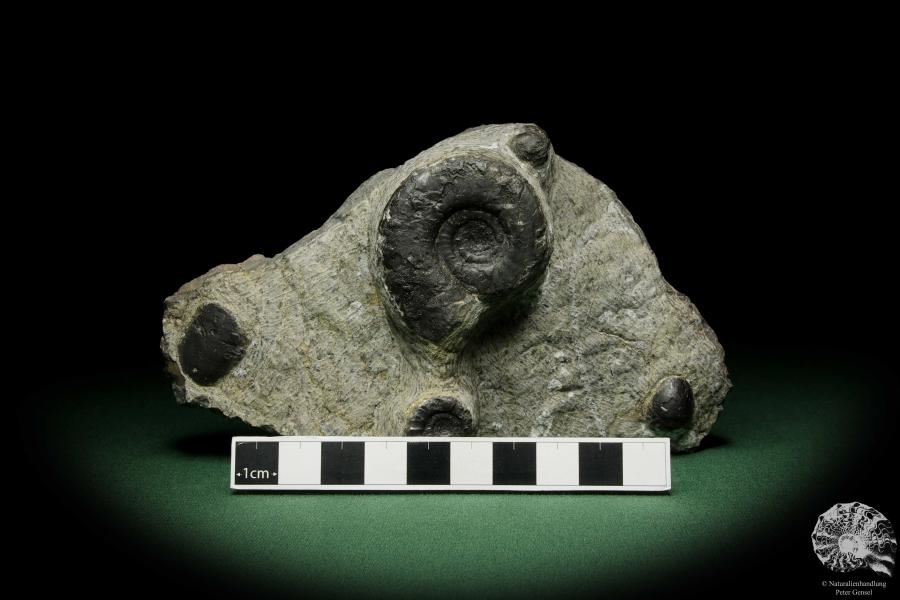 Platyclymenia spec. & Imitoceras spec. & Goniatitidae ssp. (12329) a cephalopod from Morocco | Fossils | Cephalopods