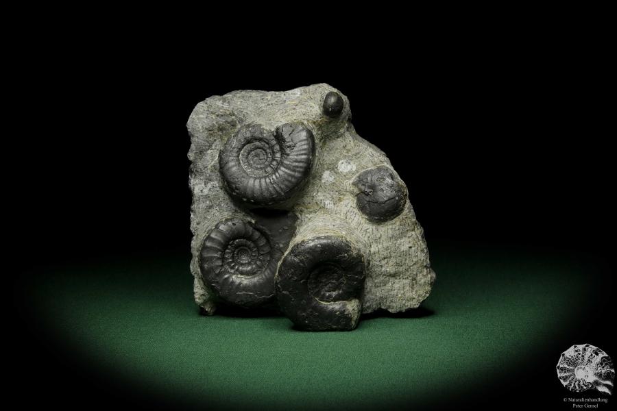 Platyclymenia spec. & Imitoceras spec. & Goniatitidae ssp. (12335) a cephalopod from Morocco | Fossils | Cephalopods