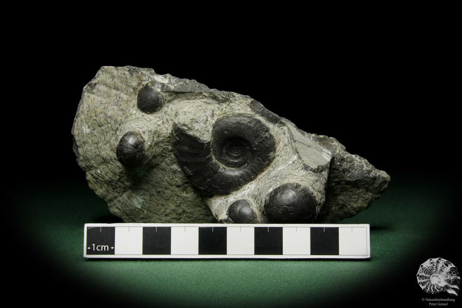 Platyclymenia spec. & Imitoceras spec. & Goniatitidae ssp. (12340) a cephalopod from Morocco | Fossils | Cephalopods