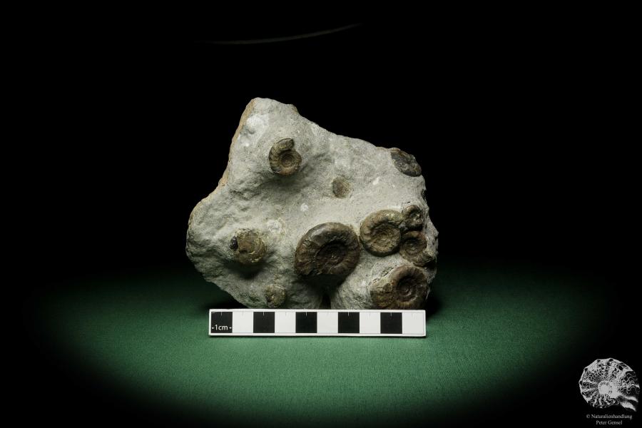 Platyclymenia spec. & Imitoceras spec. & Goniatitidae ssp. (12344) a cephalopod from Morocco | Fossils | Cephalopods