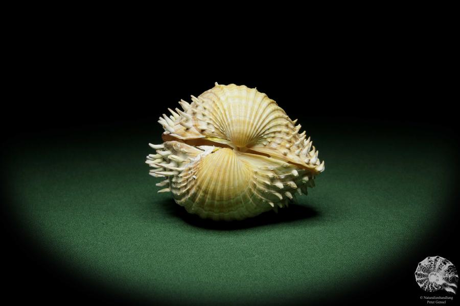 Acanthocardia aculeata (12479) a shell from France | Conchylia | Shells & Brachiopods