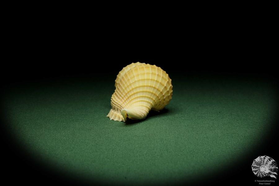 Distorsio reticularis (12509) a snail from Philippines | Conchylia | Snails